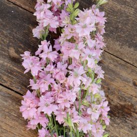 Galilee Pink Perfection, Organic Larkspur Seed